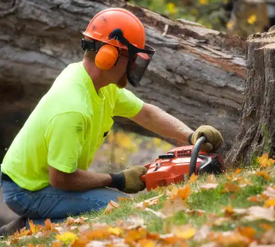 tree services Asharoken